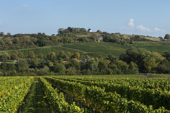 Bild KALMIT_Weingut Kranz