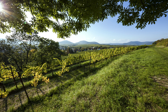 Bild KIRCHBERG _ Weingut Kranz