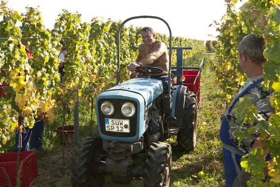 Bild Weinlese Gutsweine Weingut Kranz.jpg