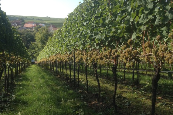 Bild KALMIT_Weingut Kranz Riesling