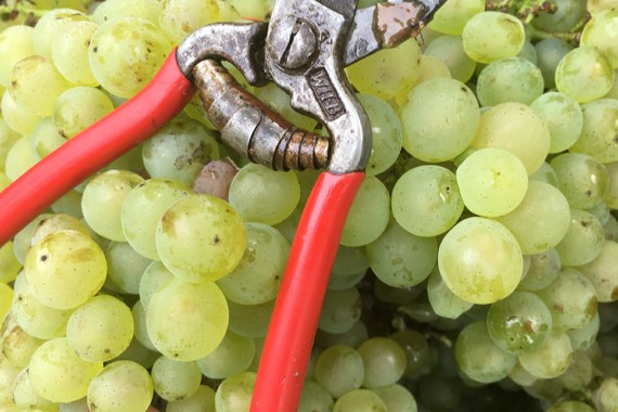 Bild Weißburgunder Klingenwingert _ Weingut Kranz