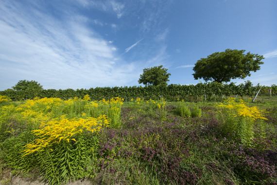 Bild Arzheimer am Fürstenweg_Weingut Kranz