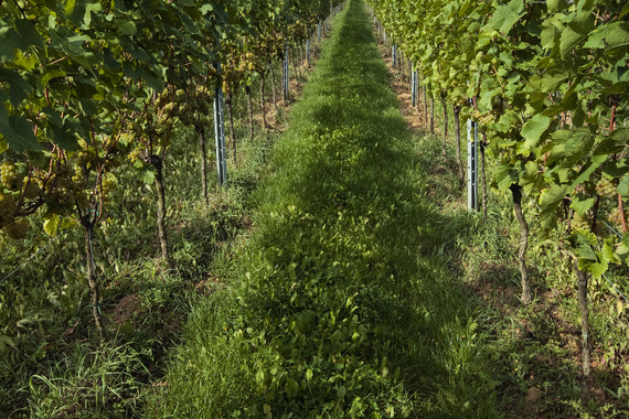 Bild Arzheimer Klingenwingert _ Weingut Kranz