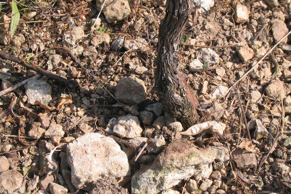 Bild Landscheckenkalk Weingut Kranz.jpg