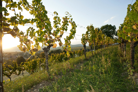 Bild KIRCHBERG _ Weingut Kranz