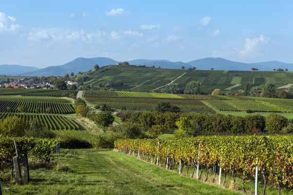 Bild KALMIT_Weingut Kranz