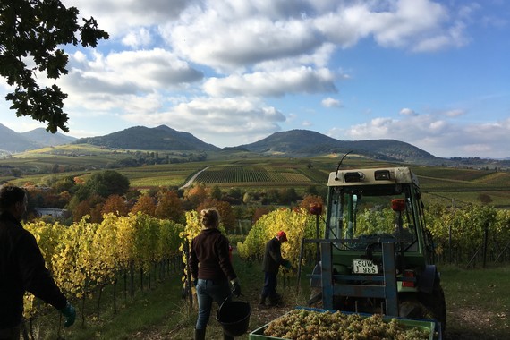 Bild Weinlese Ilbesheimer Westerberg _ Weingut Kranz