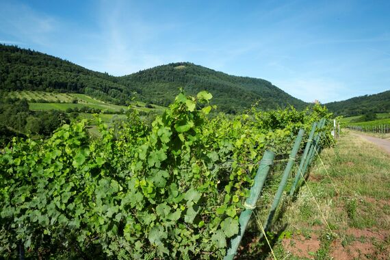Bild Ranschbacher Seligmacher_Weingut Kranz