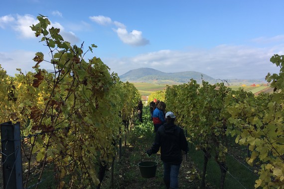 Bild Weinlese Ilbesheimer Westerberg _ Weingut Kranz