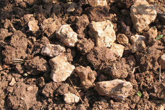 Bild KALMIT Bodenprofil _ Weingut Kranz