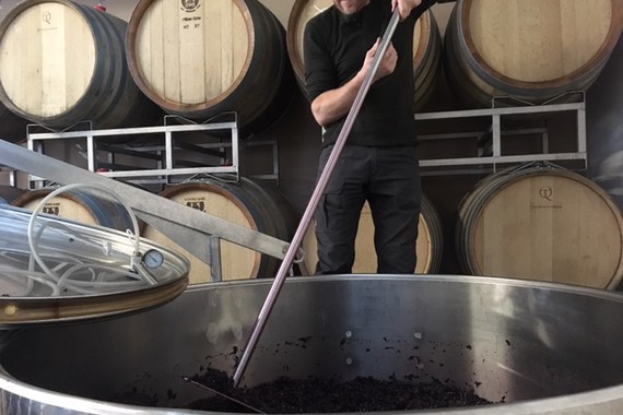 Bild Spaetburgunder _ Weingut Kranz