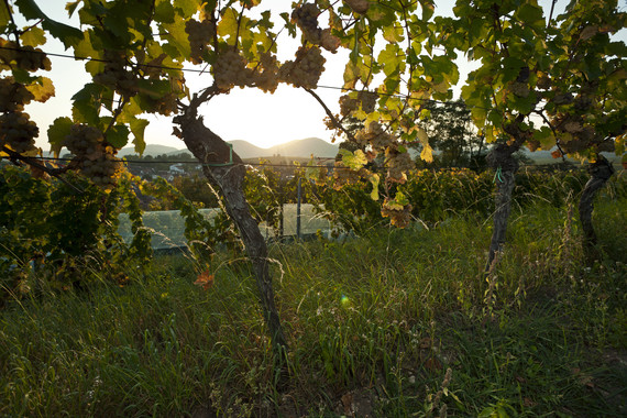 Bild KIRCHBERG _ Weingut Kranz