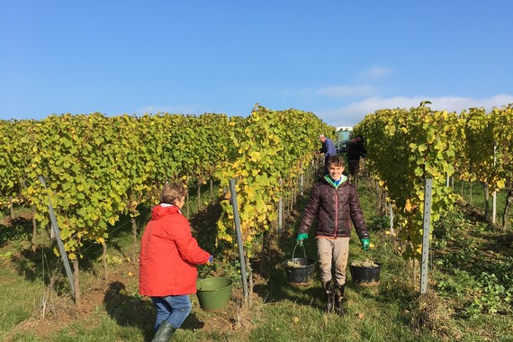 Bild Weinlese KALMIT _ Weingut Kranz