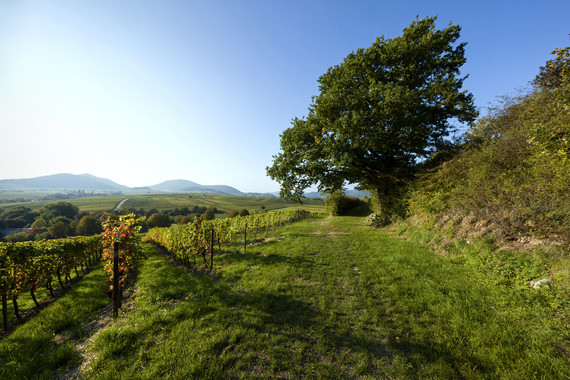 Bild Ilbesheimer Westerberg _ Weingut Kranz