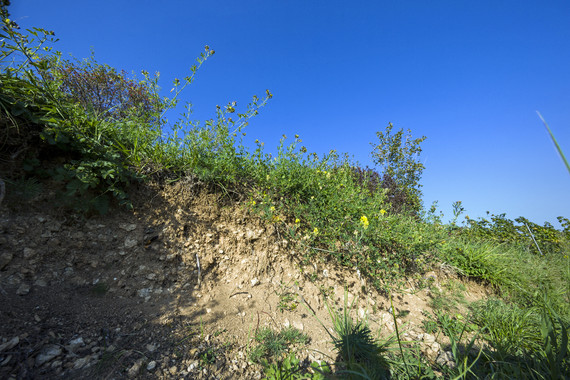 Bild KALMIT_Weingut Kranz