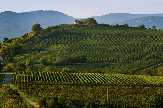 Bild Die kleine Kalmit_Weingut Kranz