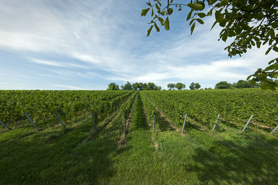 Bild Arzheimer Klingenwingert _ Weingut Kranz