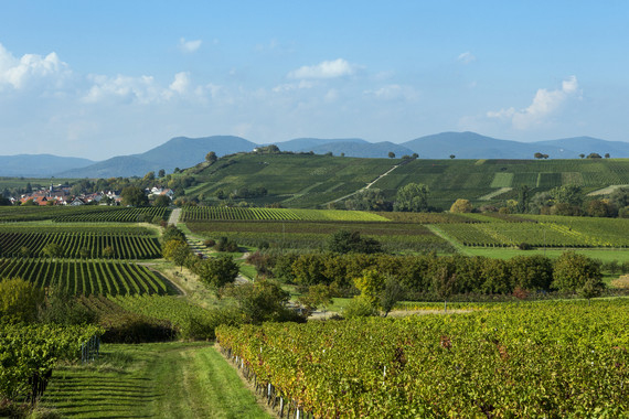 Bild KALMIT_Weingut Kranz