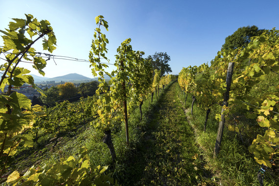 Bild KIRCHBERG _ Weingut Kranz