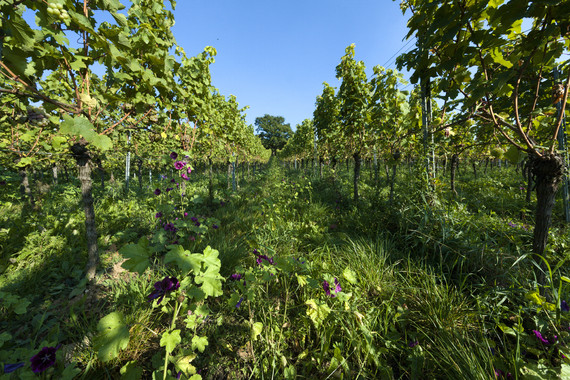 Bild Ilbesheimer Westerberg _ Weingut Kranz