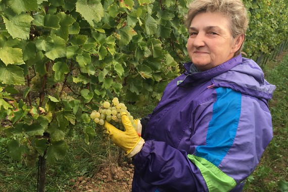 Bild Weinlese im Klingenwingert _ Weingut Kranz