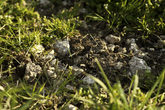 Bild KALMIT Bodenprofil _ Weingut Kranz