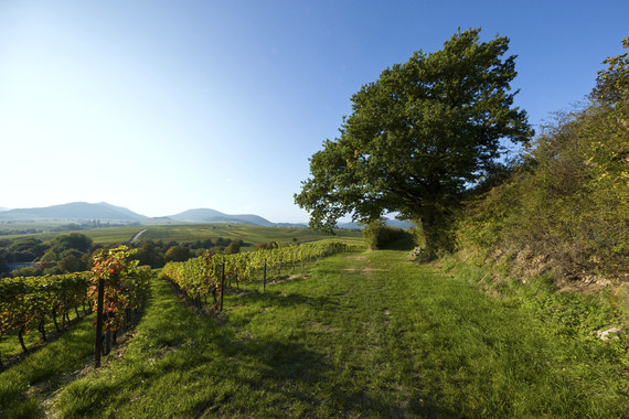 Bild Ilbesheimer Westerberg _ Weingut Kranz