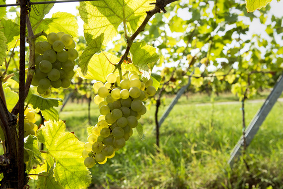 Bild KALMIT_Weingut Kranz